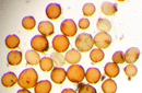 Mixed spores
