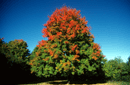 Acer saccharum