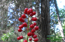 Actaea rubra