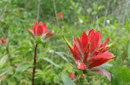 Castilleja miniata