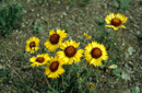 Gaillardia aristata
