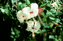 Hibiscus sp.