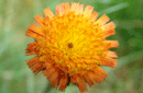 Hieracium aurantiacum