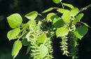 Populus tremuloides