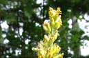 Solidago spathulata