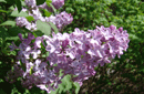 Syringa vulgaris