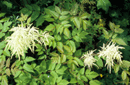 Aruncus dioicus