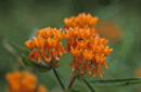 Asclepias sp.