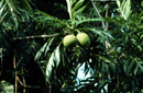 Artocarpus altilis