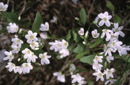 Claytonia lanceolata