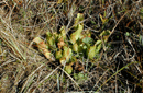 Sarracenia purpurea