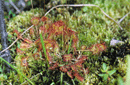 Drosera rotundifolia