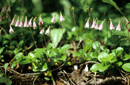 Linnaea borealis