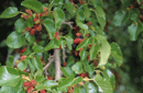 Morus rubra