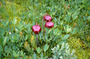 Sarracenia purpurea