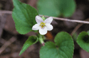 Viola canadensis