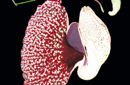 Aristolochia grandiflora