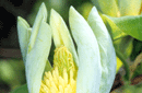 Magnolia acuminata