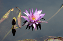 Nymphaea odorata