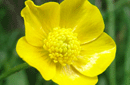 Ranunculus acris