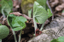 Asarum canadense