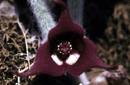 Asarum canadense