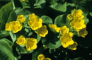 Caltha palustris