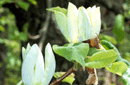 Magnolia acuminata