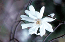 Magnolia stellata