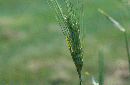 Hordeum jubatum