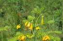 Lilium columbianum