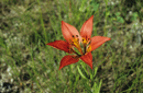 Lilium philadelphicum