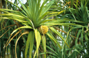 Pandanus sp.