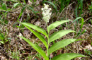 Smilacina racemosa