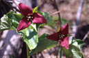 Trillium erectum