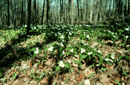 Trillium grandiflorum