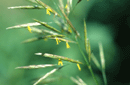 Bromus sp.