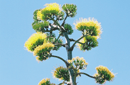 Agave americana