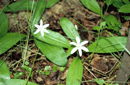 Clintonia uniflora