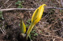 Lysichiton