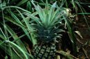 Ananas comosus