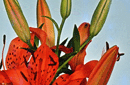 Lilium tigrinum