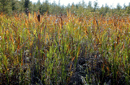 Typha latifolia