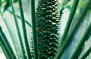Ceratozamia