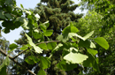 Ginkgo biloba