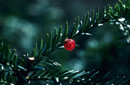 Taxus baccata