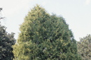 Thuja occidentalis