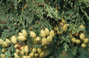 Thuja occidentalis