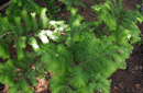 Metasequoia