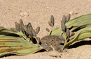 Welwitschia mirabilis